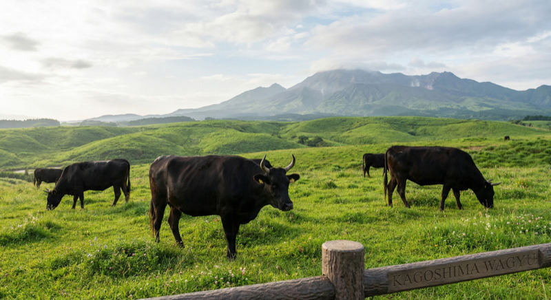 Japanese Kagoshima black cattle grazing on green fields - AI generated